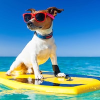 De vacaciones con tu perro - 22.506 Apartamentos y Casas de Vacaciones