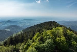 Selva Negra del Norte