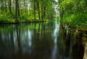 Bosque del Spree