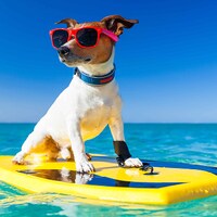 De vacaciones con tu perro - 23.543 Apartamentos y Casas de Vacaciones